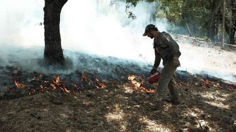 Prescribed burning manager lightning a controlled fire in California, USA