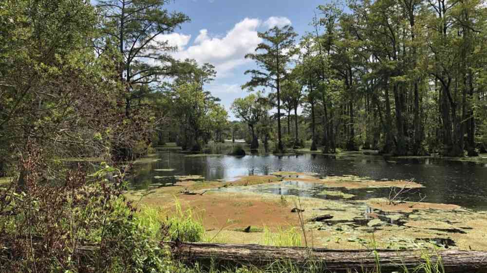 A view of the Lassiter Swamp at Merchants Millpond State Park, North Carolina, USA