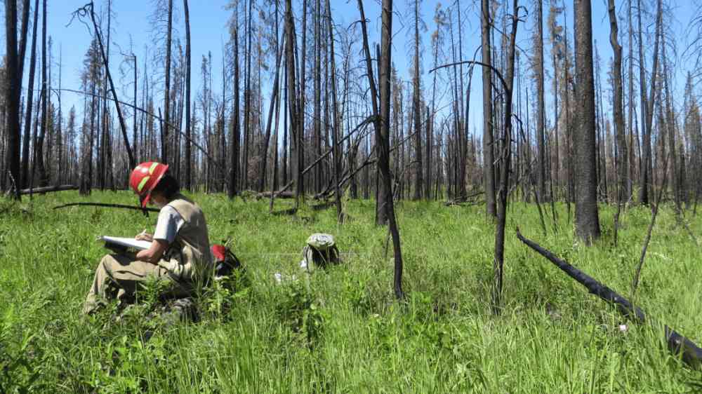 A fire ecologist records post-fire information on tree mortality, fuel consumption, and vegetation communities to better understand and predict fire impacts.