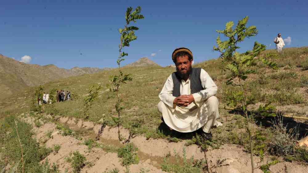 An Afghan farmer sits in the middle.