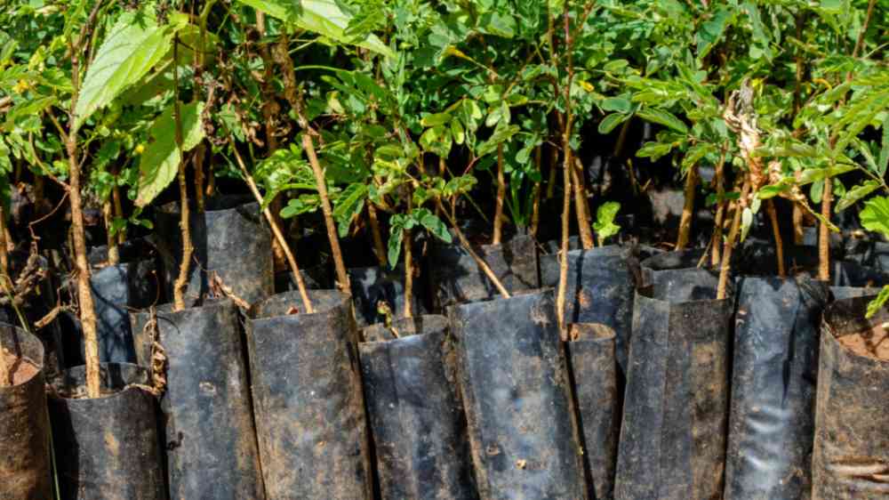 Close up of many small seedlings growing in African soil with plastic protection
