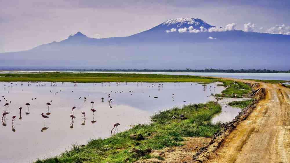 Picture of the Mount Kilimanjaro with bright blue skies over serene Lake Amboseli, flamingos and safari trails at Amboseli National Park, Kenya