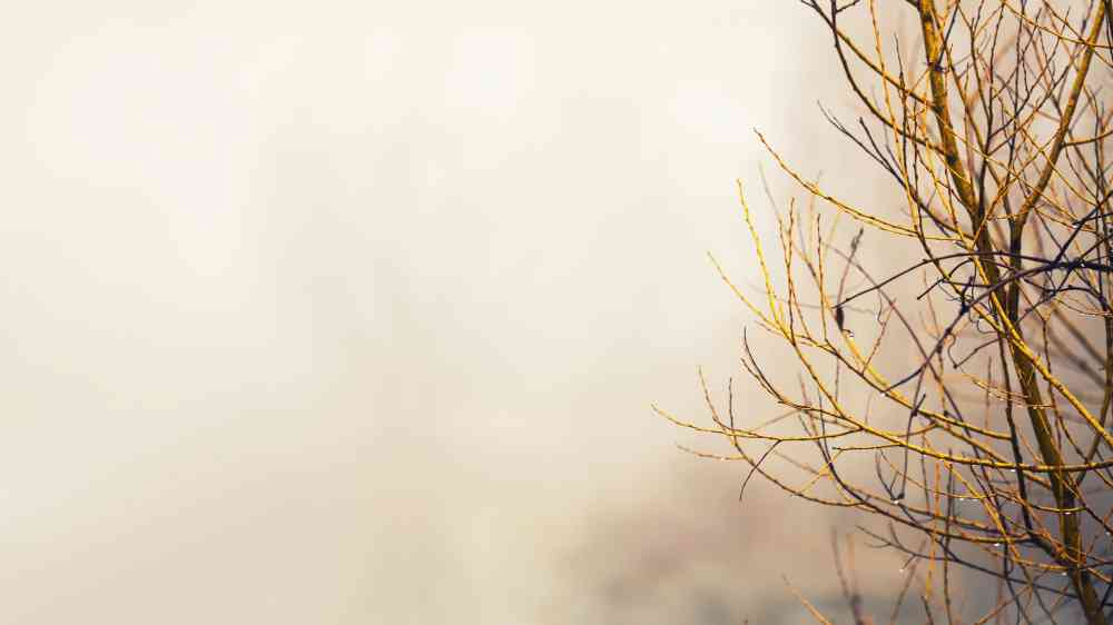 Tree branches
