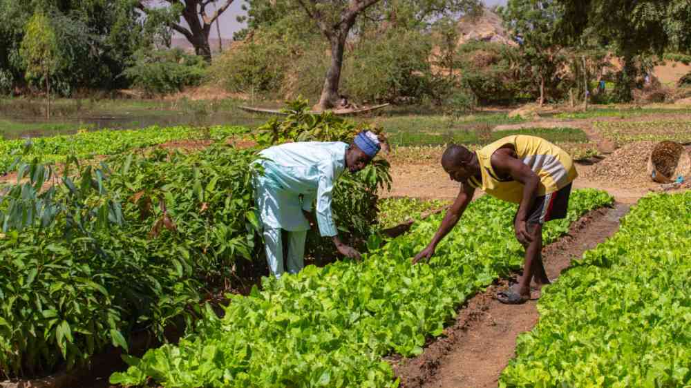 Two African men inspecting lettuce crops and a mango tree nursery on the fertile banks of the Niger river close to Niamey.
