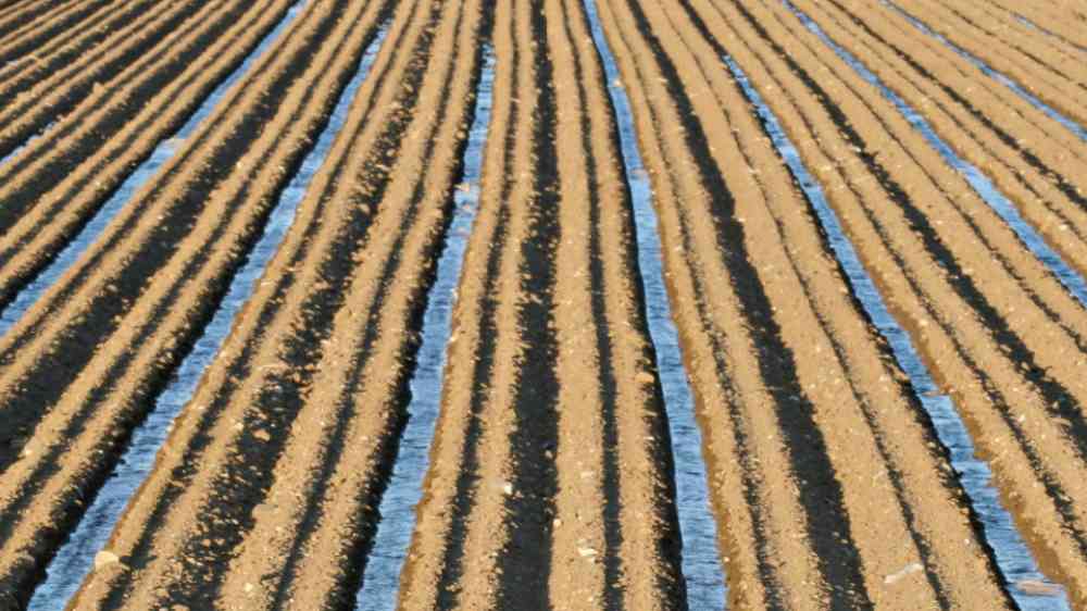 Irrigation canals in agricultural field