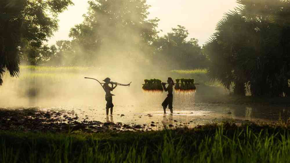 Farmers in the rice fields in rural Thailand early in the morning