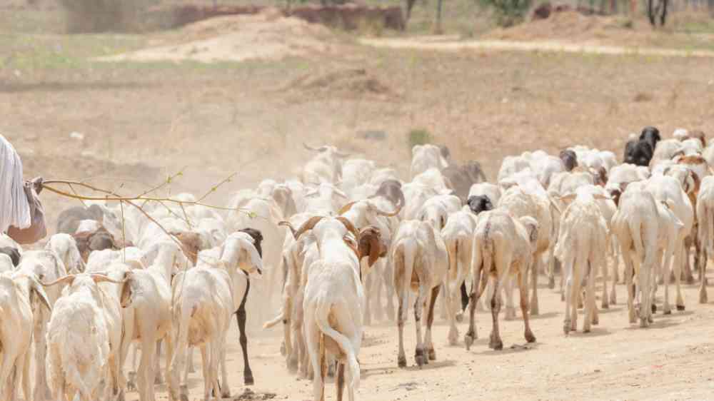 Goat heareder walking through the Sahel