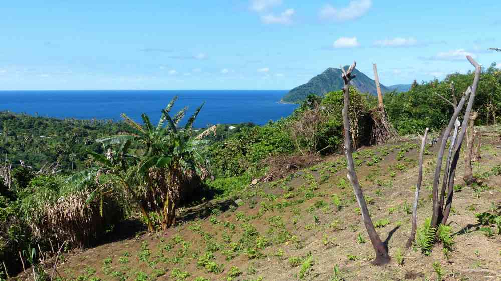 Hillside garden on Tongoa, Vanuatu