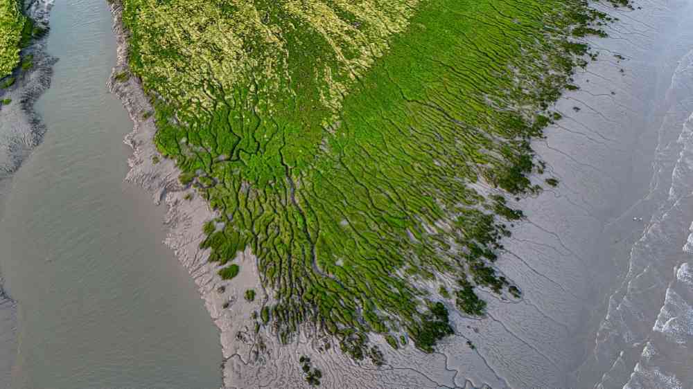 Aerial view of a green marsh and water