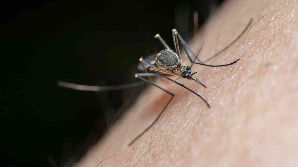 Detailed macro shot of a mosquito on human skin