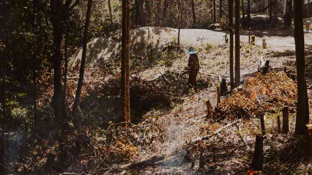 A forest fire burning in a woodland area with a person managing the controlled blaze.