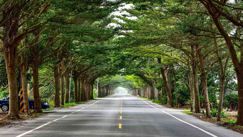 A scenic road enveloped by lush green trees, creating a tunnel effect in summer.