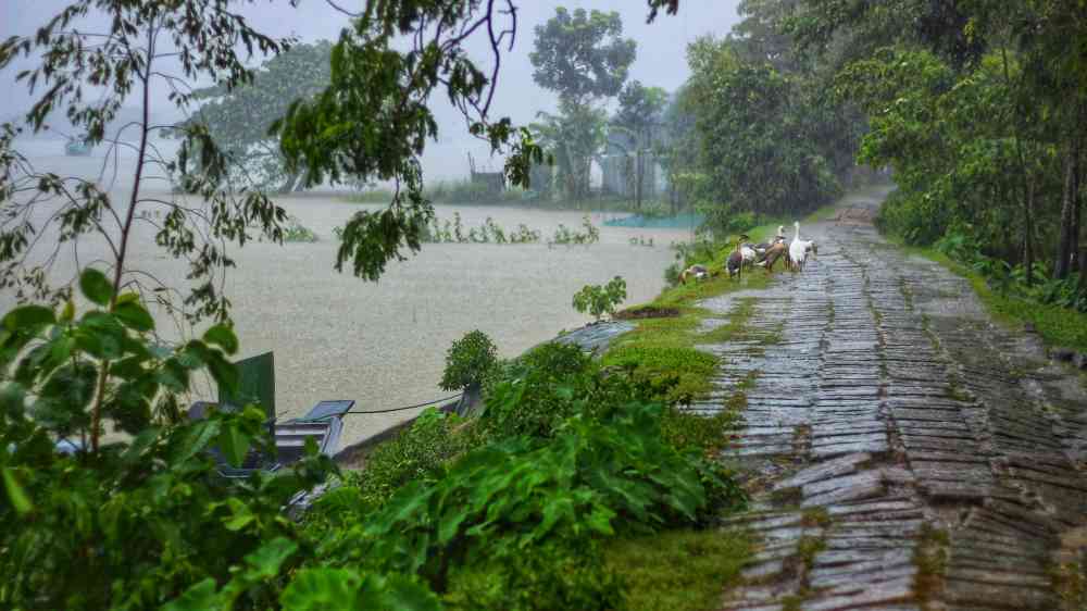 Rustic cobblestone path amidst lush greenery and gentle rain, with ducks exploring in India