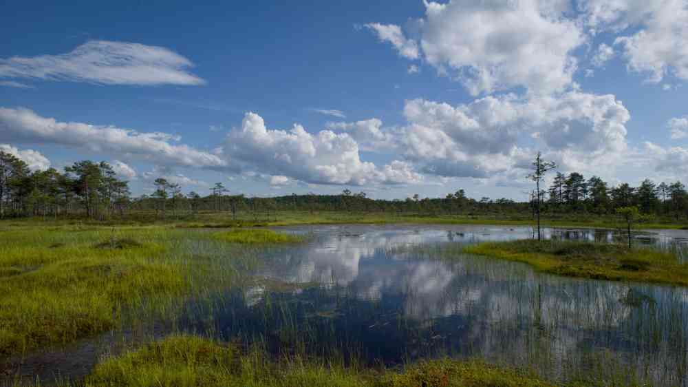 Wetland with a clear sky reflection on the pond