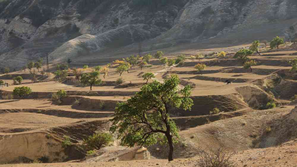 Sunlit arid landscape with terraced terrain and scattered lone trees on a dry hillside.