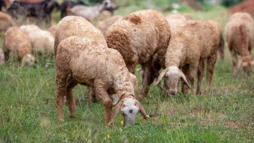 A flock of sheep grazing on a lush green field.