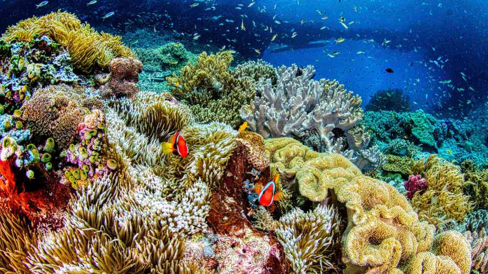 Colorful coral reef ecosystem teeming with marine life.