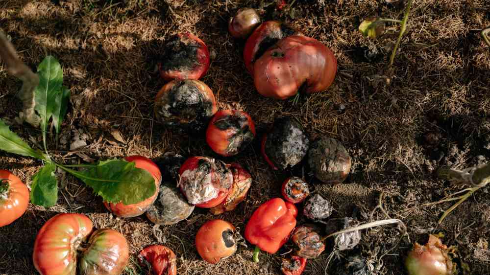 Rotten tomatoes and vegetables in a garden illustrating decay.