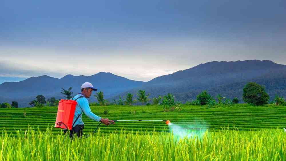 A farmer sprays pesticide in the vibrant rice fields of Bengkulu, Indonesia, under a cloudy sky.