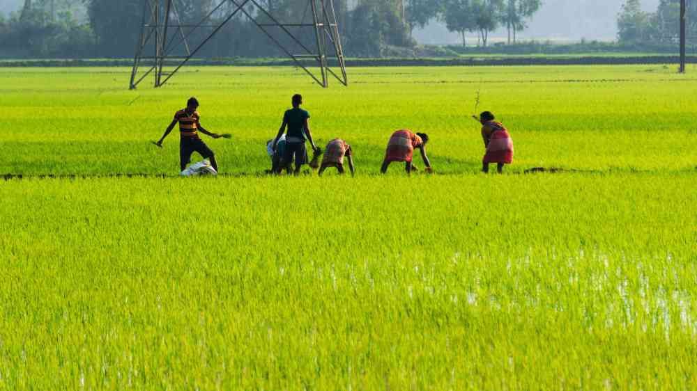 A group of farmers tending to paddy fields under a bright sky, showcasing rural life.