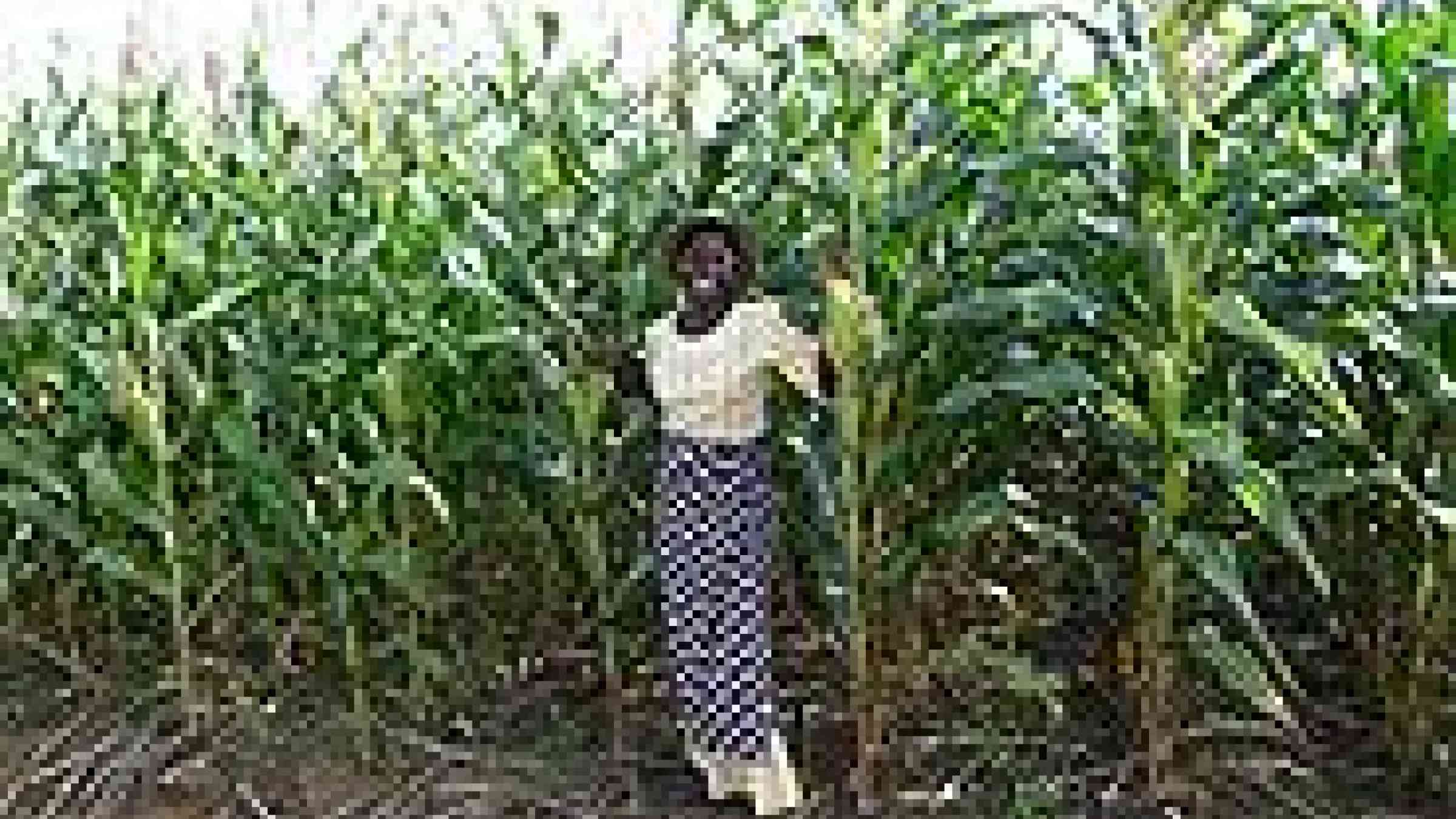by Flickr user CIMMYT / International Maize and Wheat Improvement , Creative Commons BY-NC-SA 2.0, http://www.flickr.com/photos/cimmyt/5101030282/