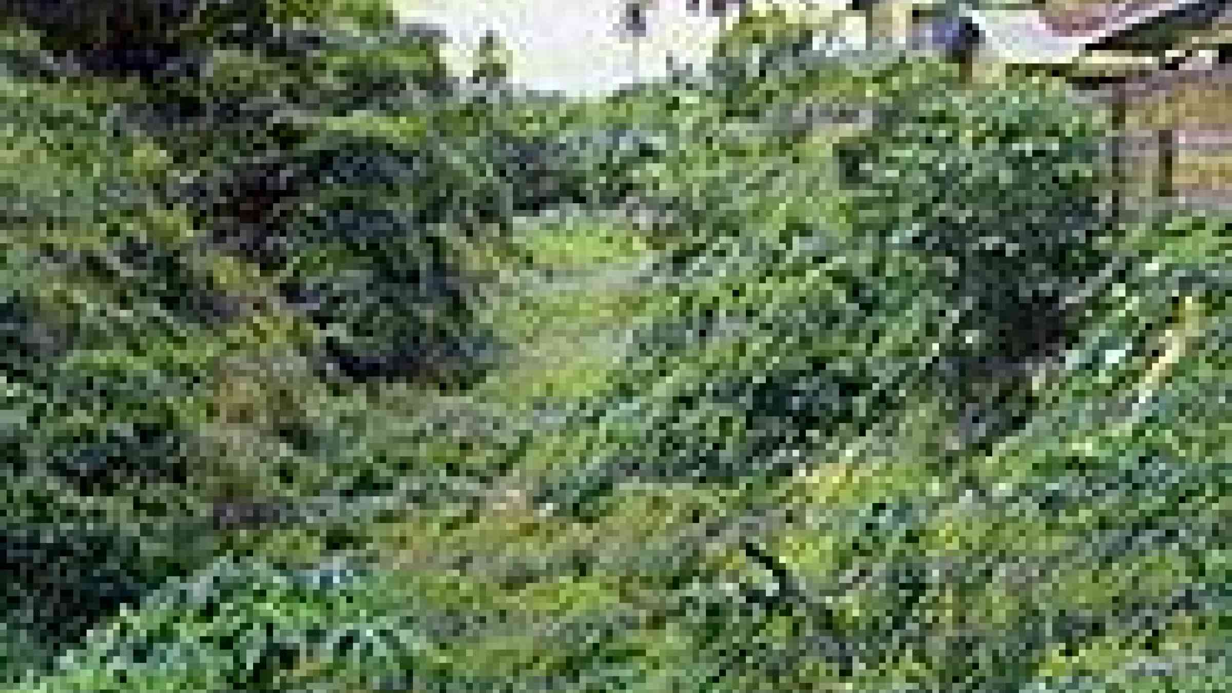 © 2007 Benin Moat Foundation http://www.beninmoatfoundation.org/