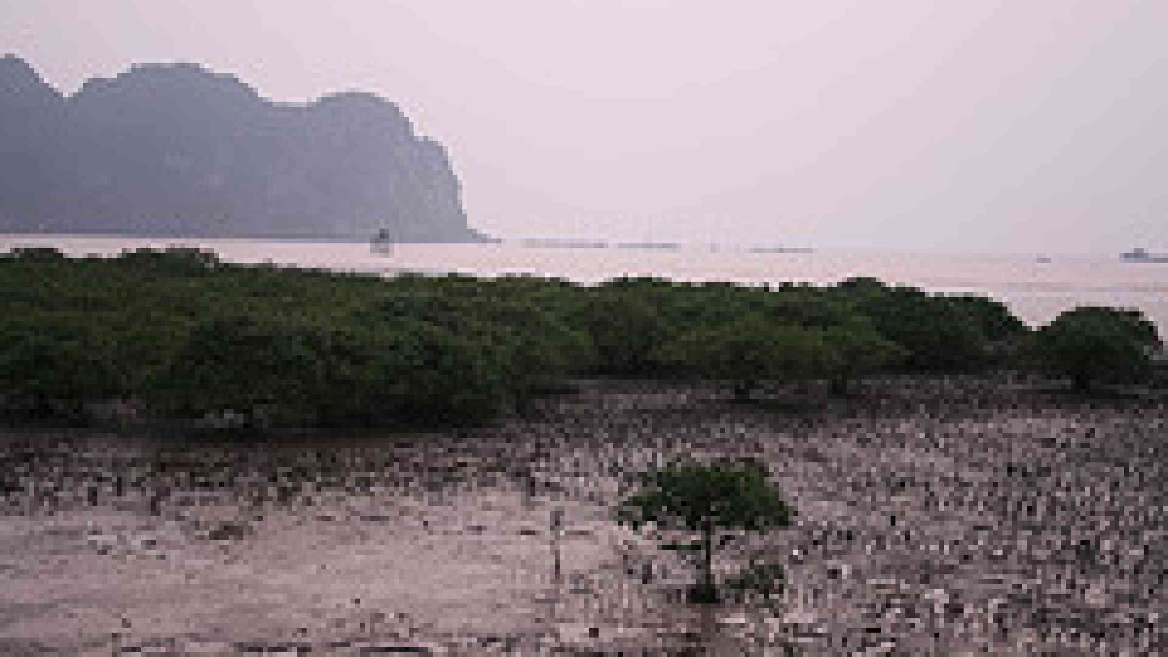 mangroves, Cat Ba, Halong Bay by flickr user mixedeyes under creative commons attribution-noncommercial-share alike 2.0