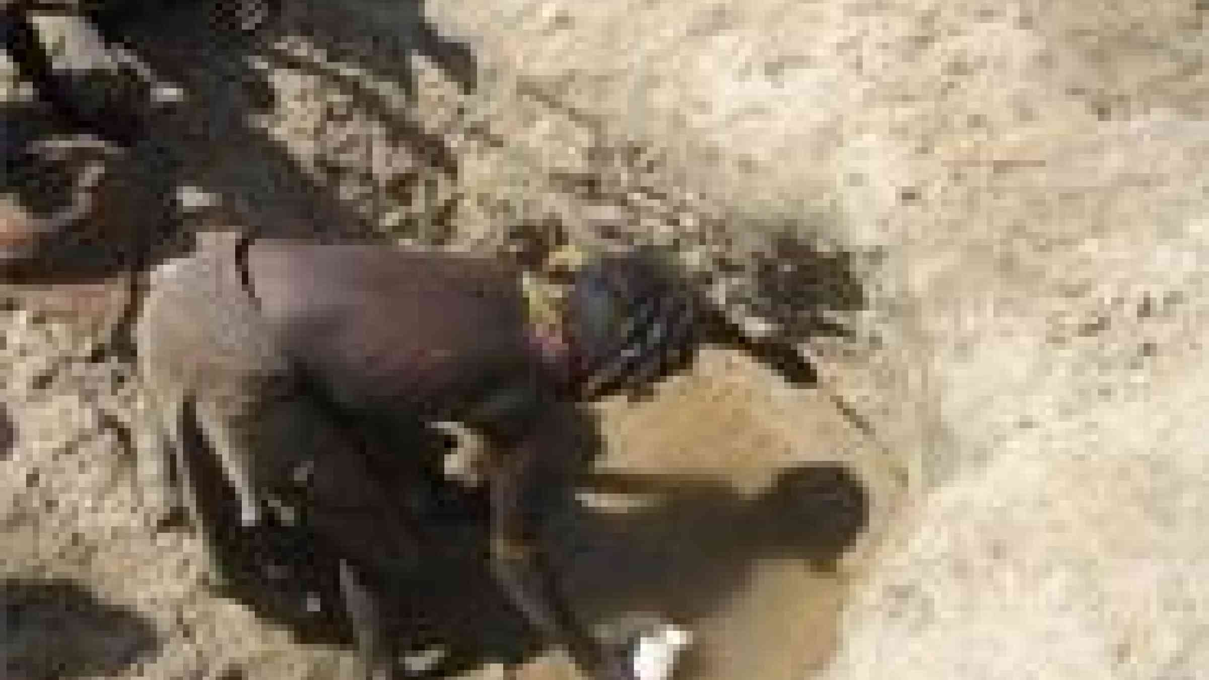 Photo by © Order of Malta http://www.orderofmalta.int/wp-content/uploads/2012/07/Kenya-drought-MI-2.jpeg