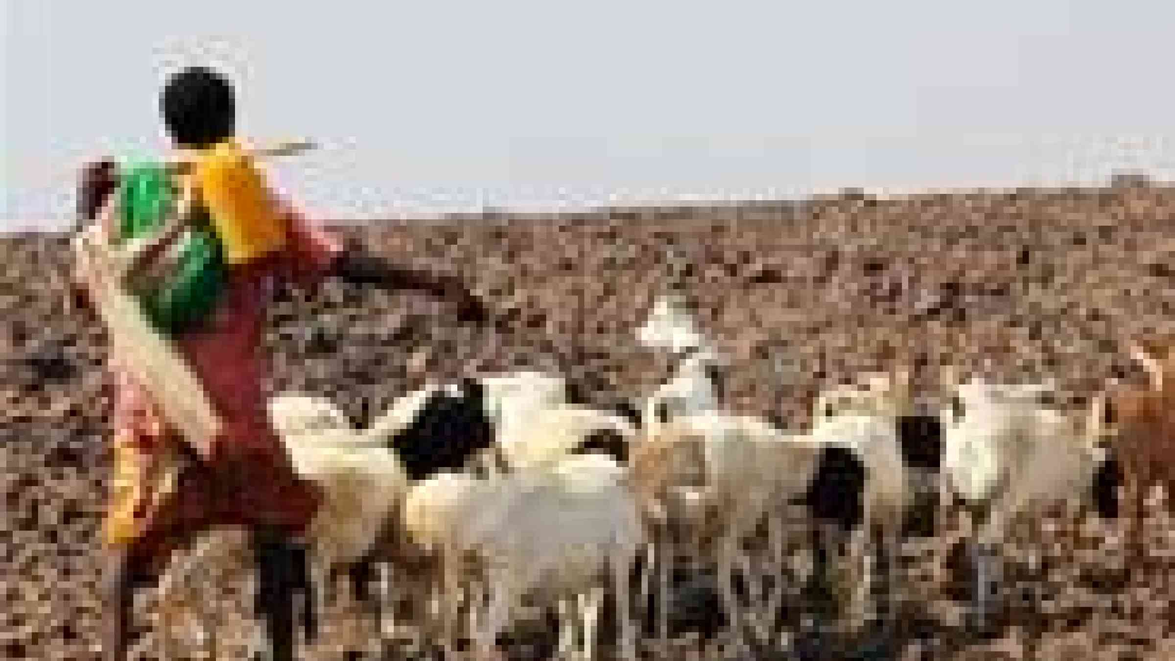 Katherine Bundra roux/IFRC (p-DJI0104) http://www.irinnews.org/Report/97603/In-Kenya-information-strengthens-pastoralists-resilience