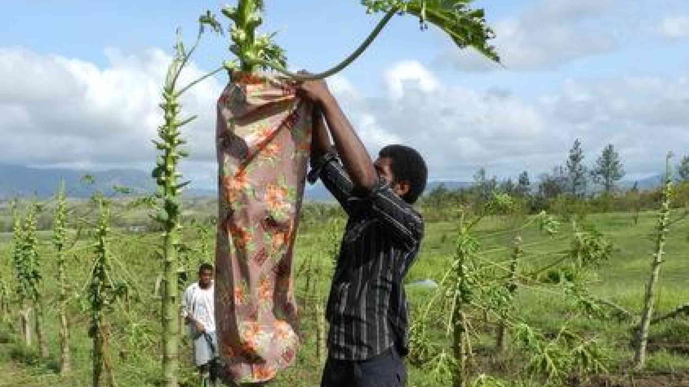 Beleaguered papaya farmers in Fiji who were pushed to near bankruptcy in the aftermath of Cyclone Evan in 2012 have changed their agriculture practices to build a more resilient business sector (Photo: Kyle Stice).