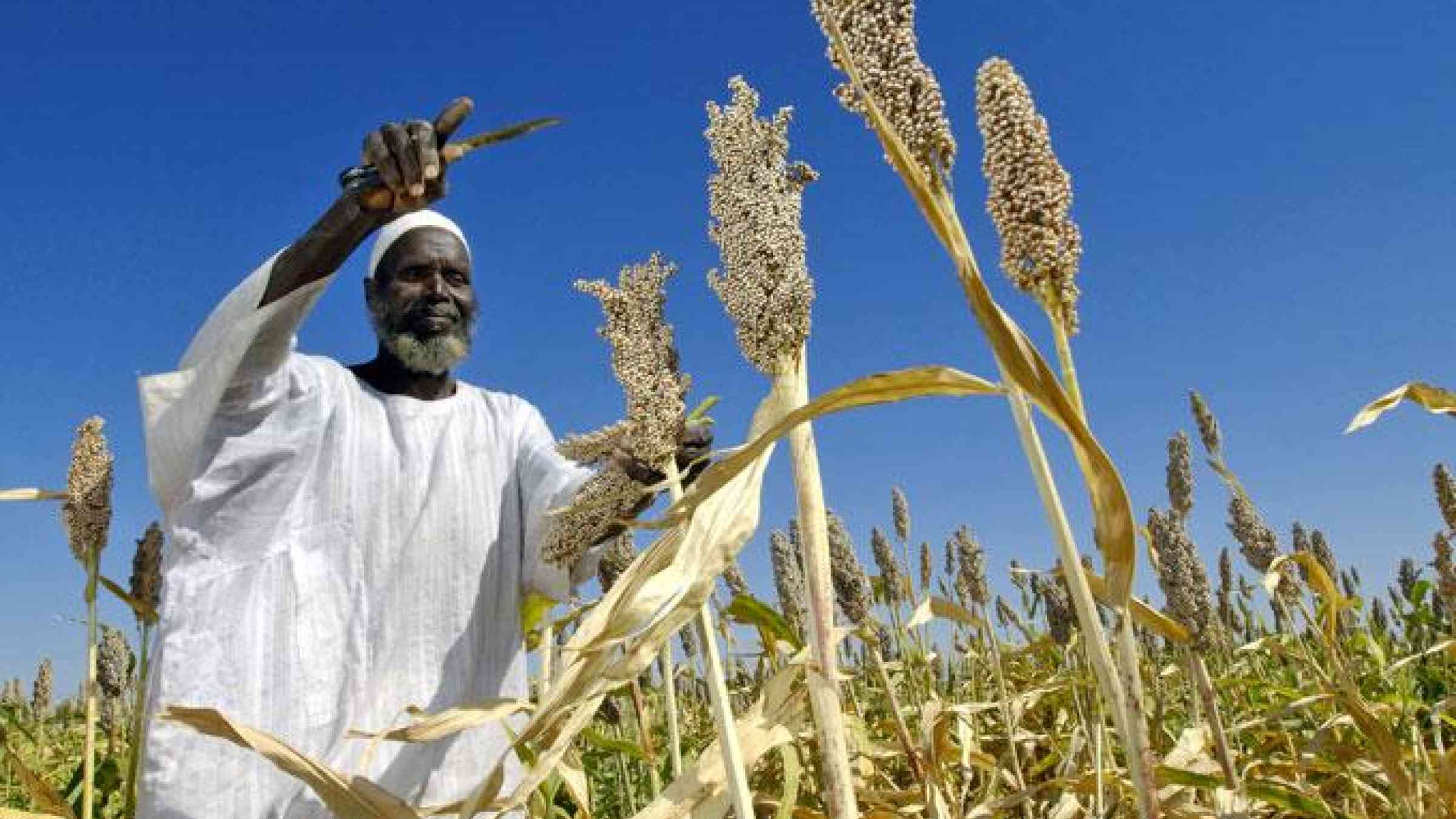 Farmer Harvests Sorghum Seeds in Sudan. UN Photo/Fred Noy