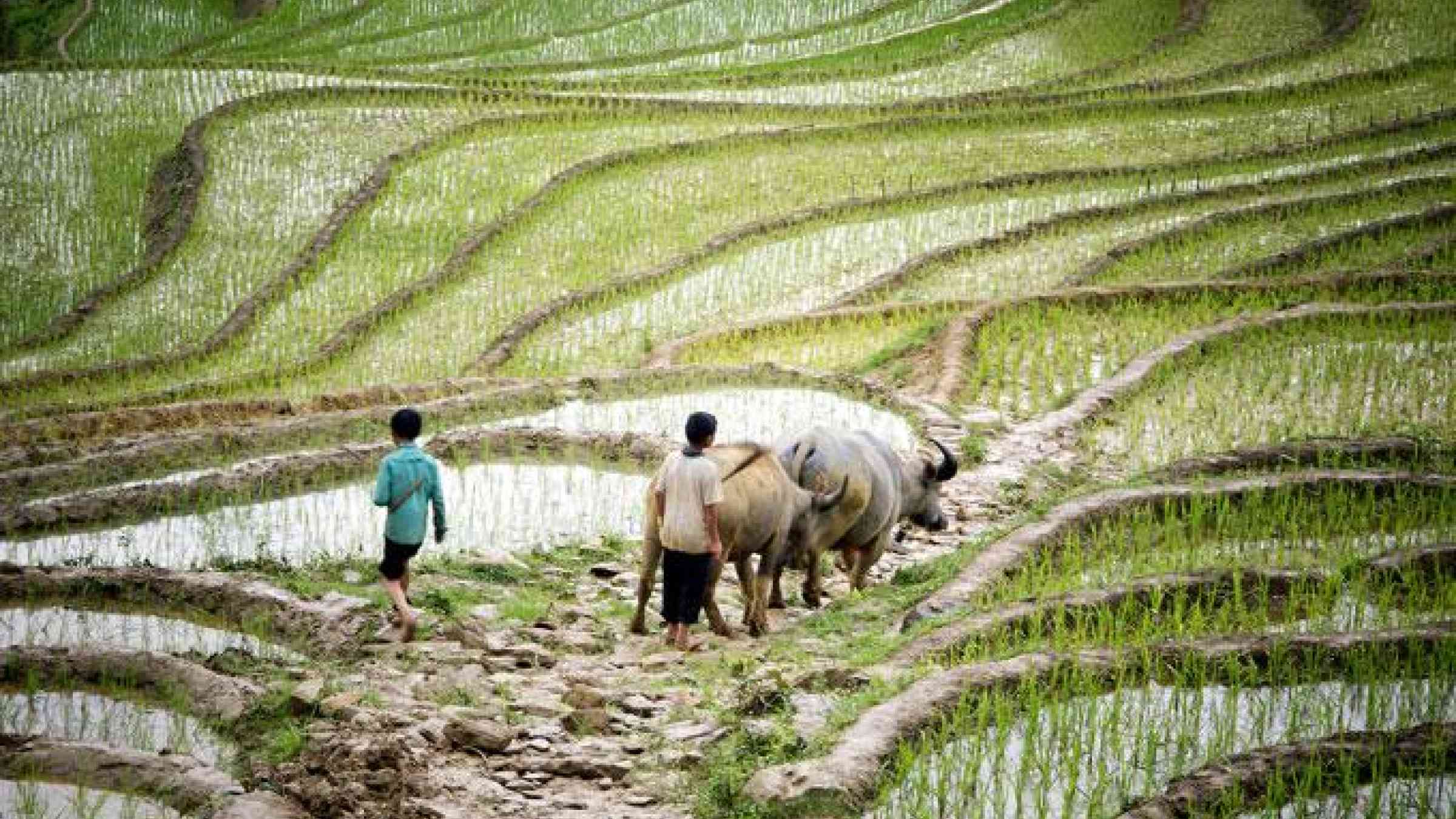 Rice fields in Viet Nam. UN Photo/Kibae Park