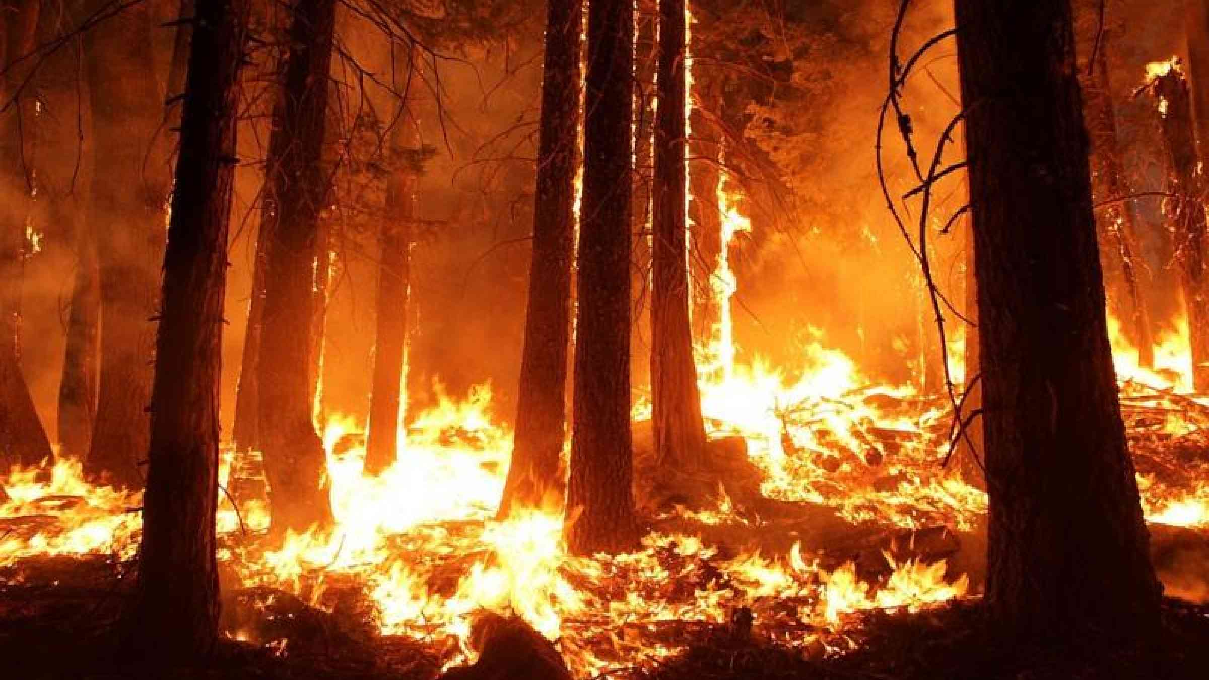 An Indigenous practice may be key to preventing wildfires