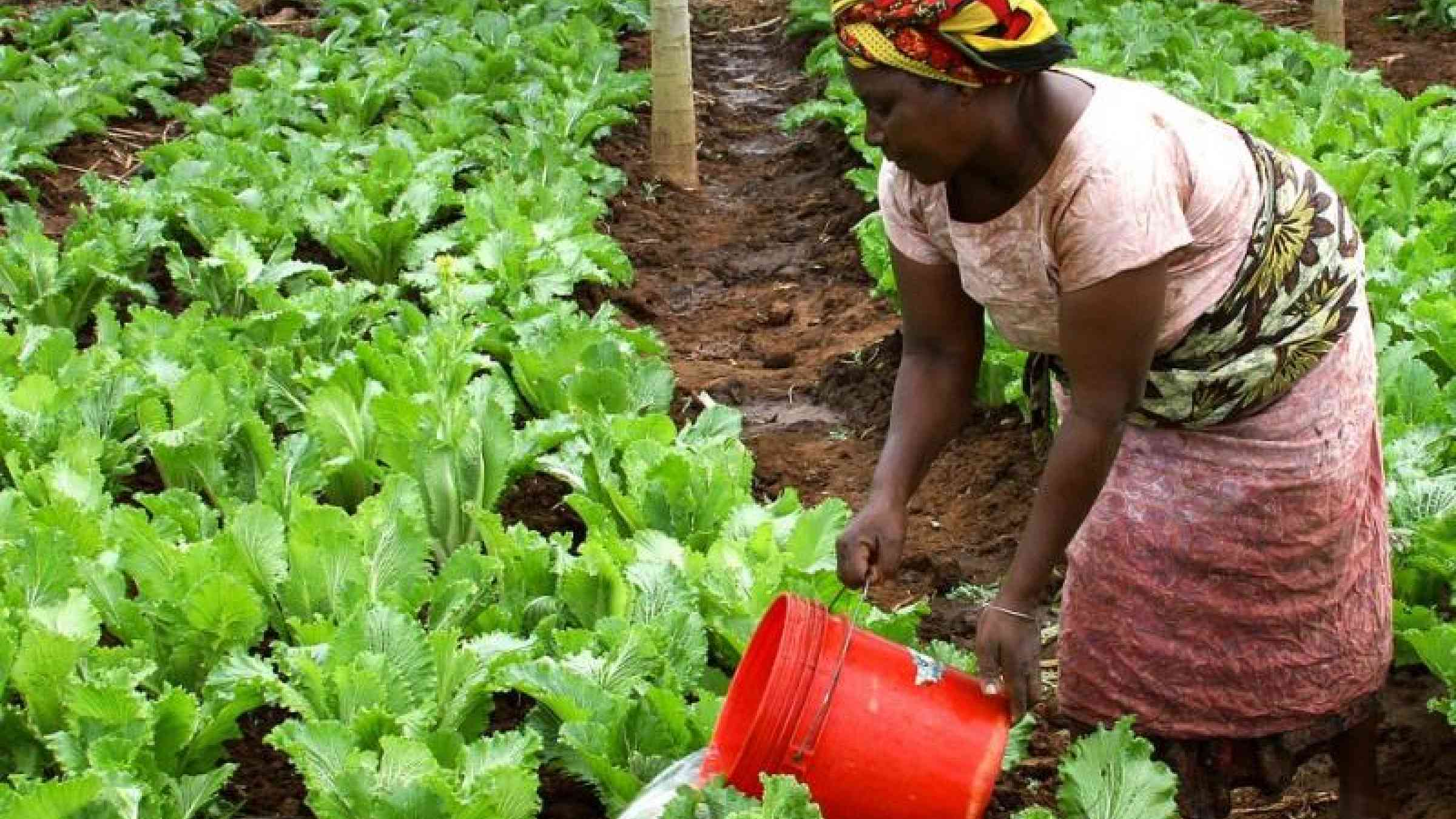 What changed when Ugandan farmers rated input quality and local vendor  services