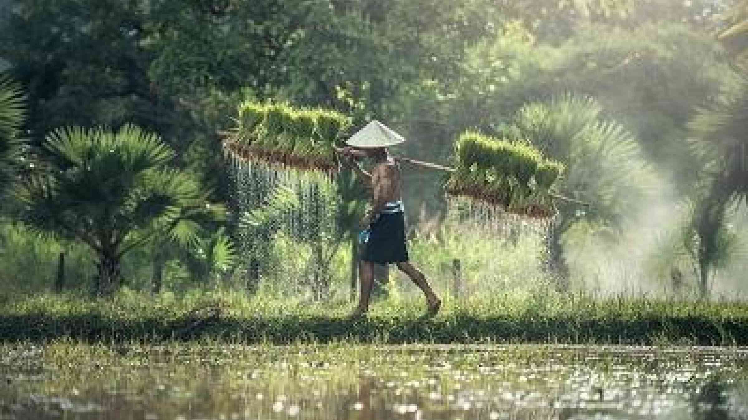 Rice is the predominant crop in Cambodia and most rice fields are rain-fed and thus vulnerable to climate change (source: Max Pixel)