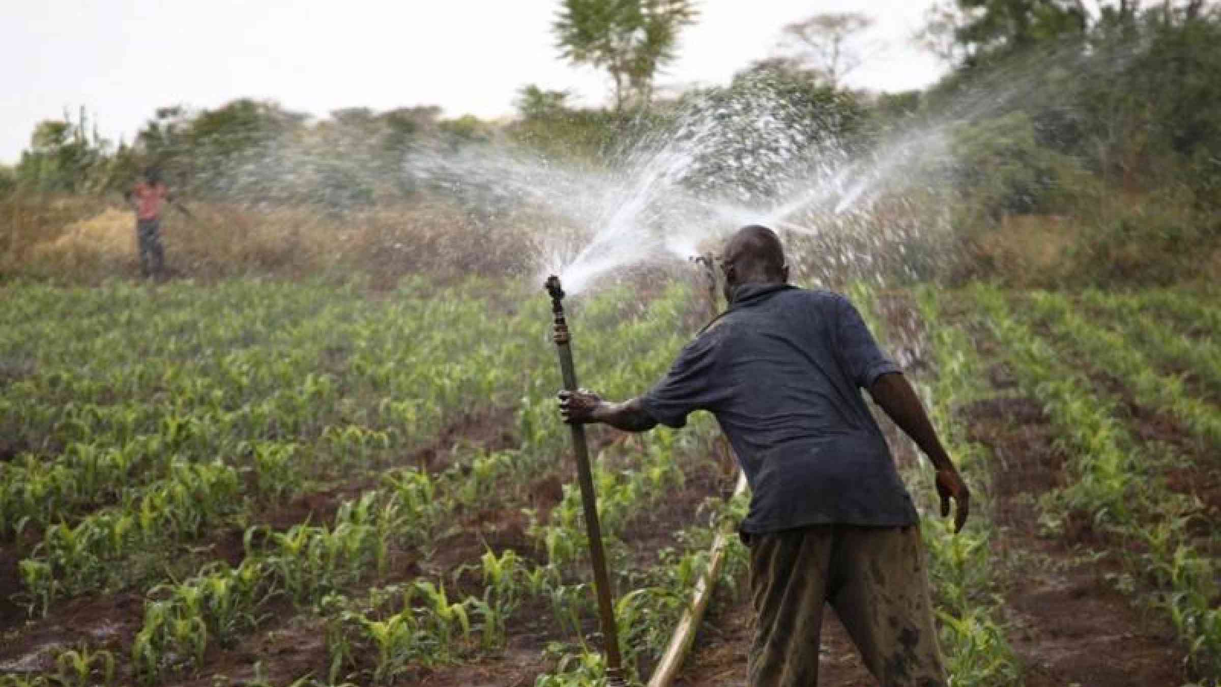 Farm worker adjusts a sprinkler irrigation pipe in a maize field. Melissa Cooperman/IFPRI, CC BY-NC-ND 2.0