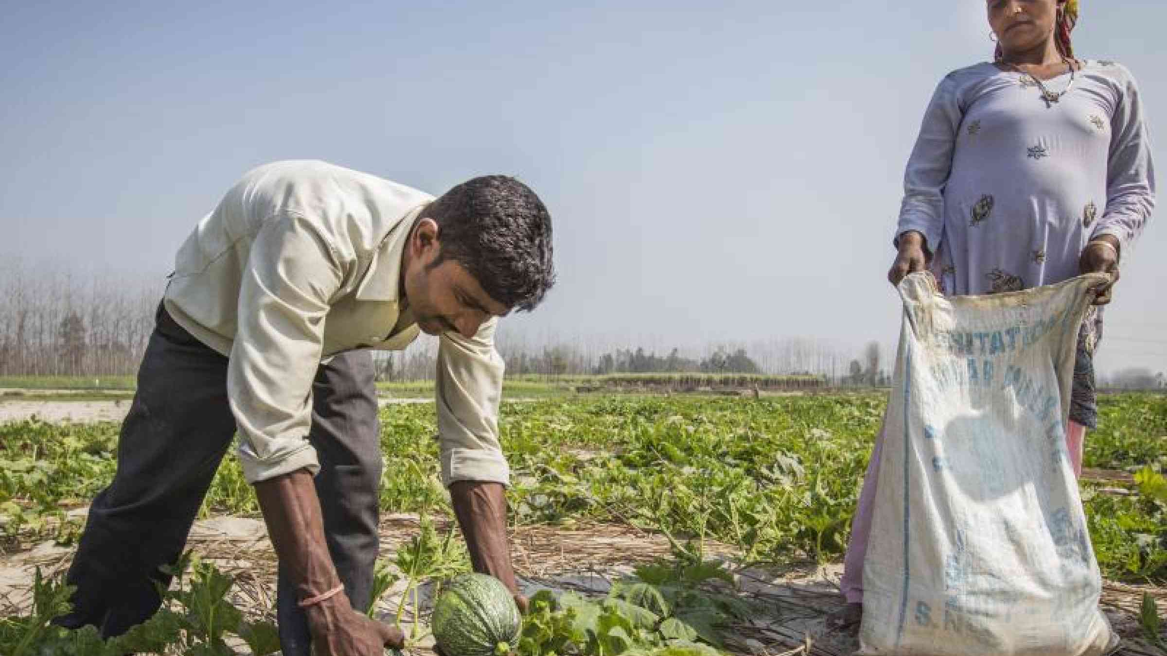 Farmers harvest squash in Uttarakhand, India. Photo: Jitendra Raj Bajracharya / ICIMOD