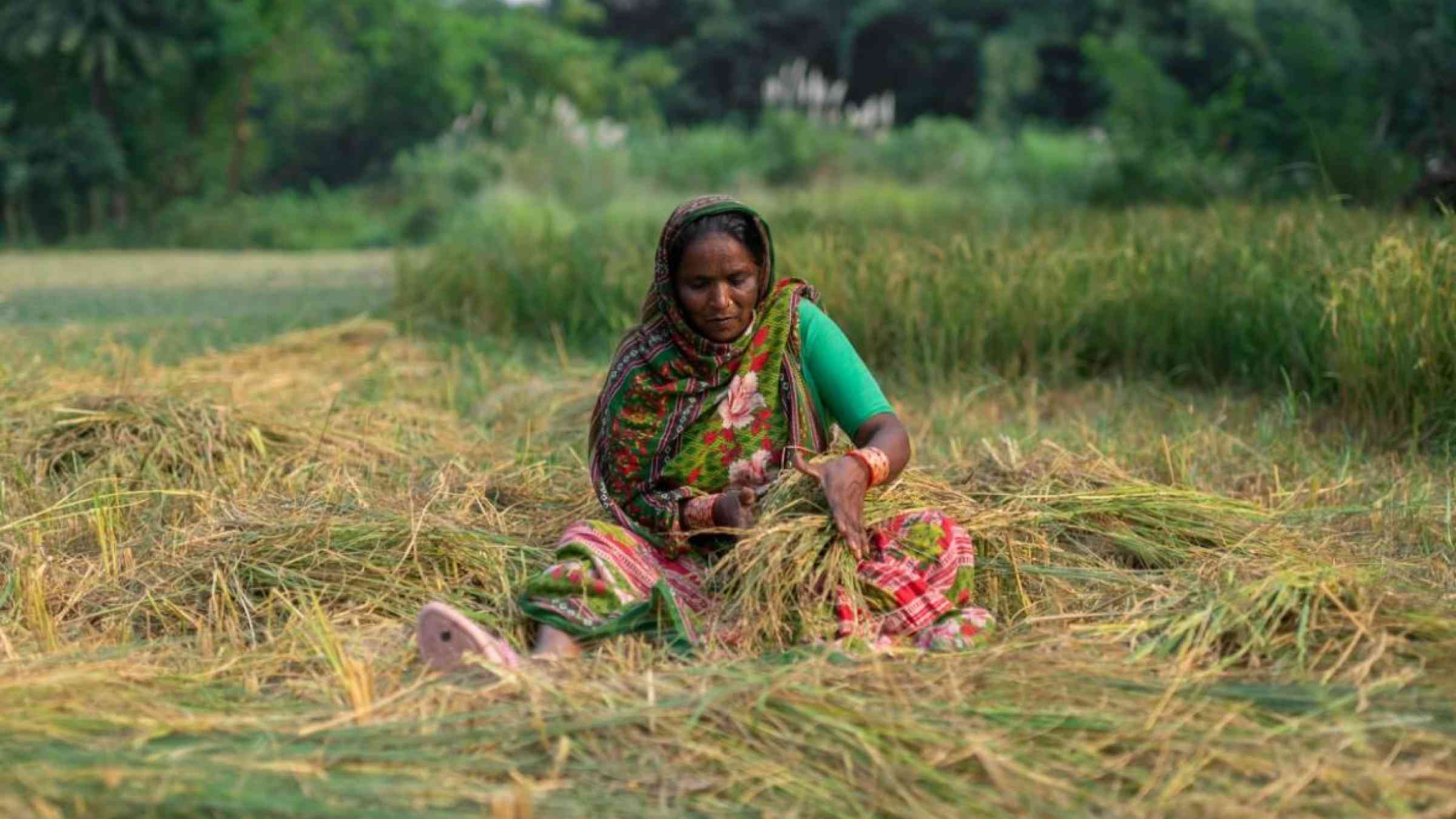 A woman sorting paddy harvest, in India. IWMI