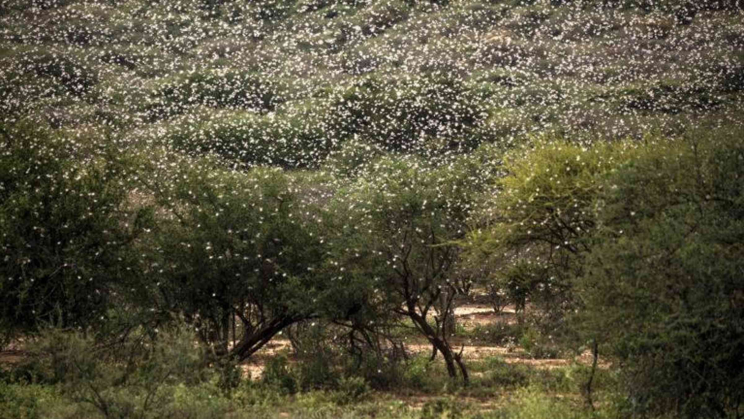 Desert locust swarm in a forested area in eastern Africa. Photo by Sven Torfinn/FAO.