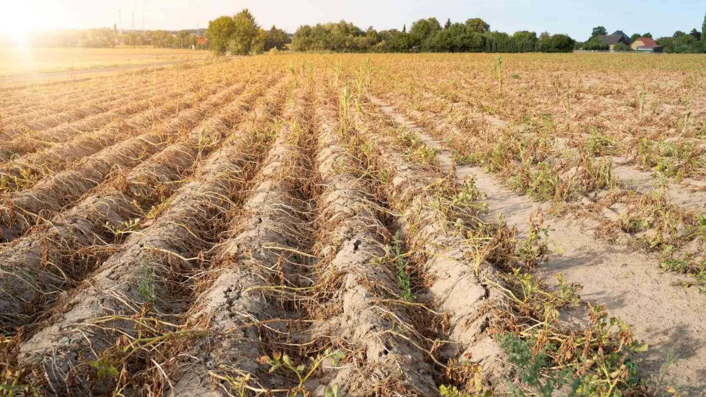 Drought-affected cropland areas across Central Europe will nearly double, including more than 40 million hectares of cultivated land. Shutterstock.com