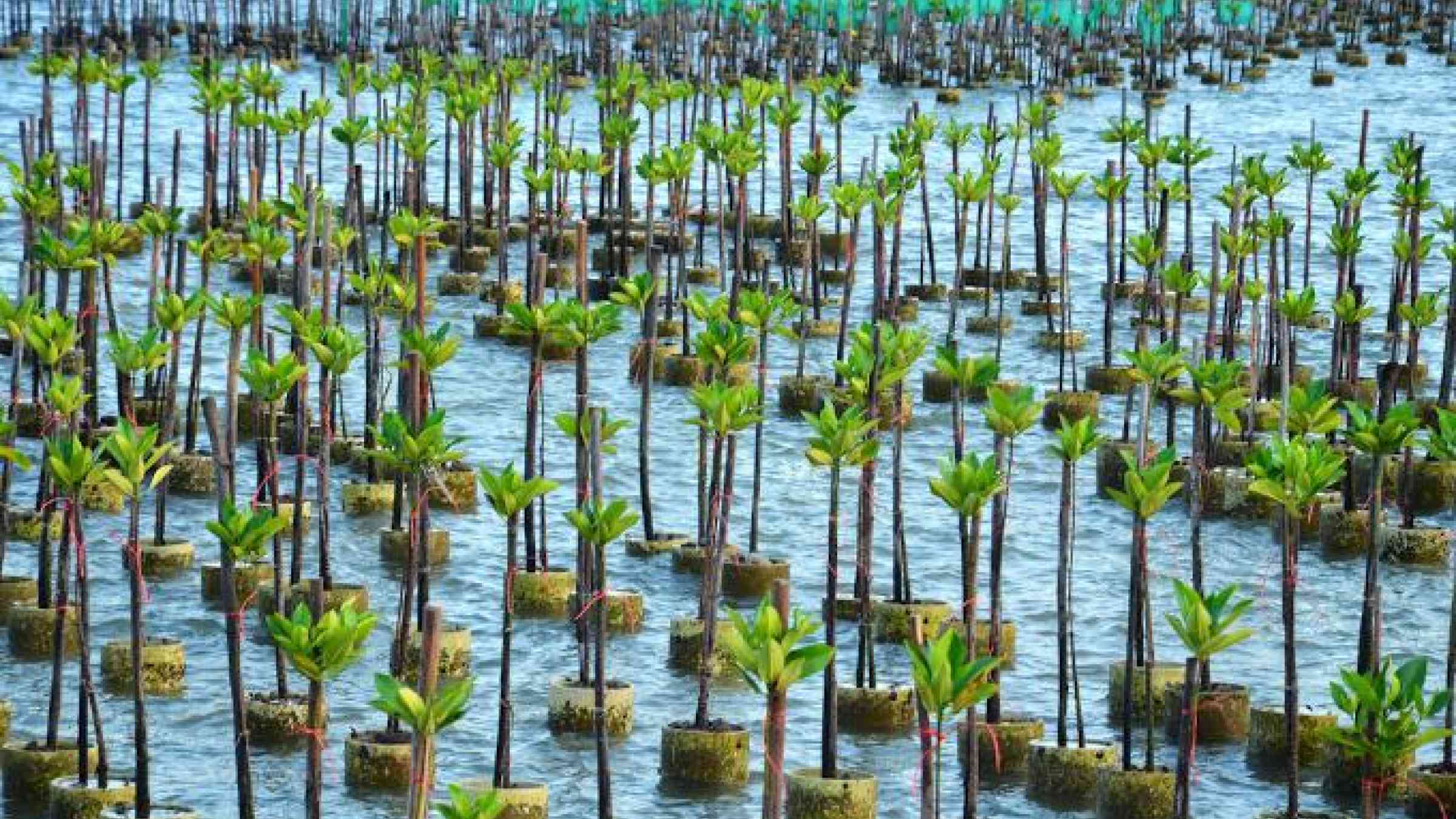 Mangrove tree seedlings grown on the coast of Samsarn Island, Chonburi.Thailand. /Shutterstock