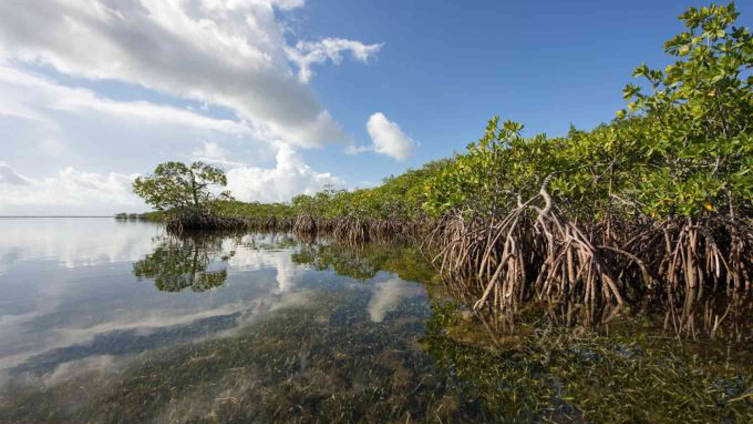 Mangrove coast of Card Sound, Florida. Francisco Blanco/Shutterstock