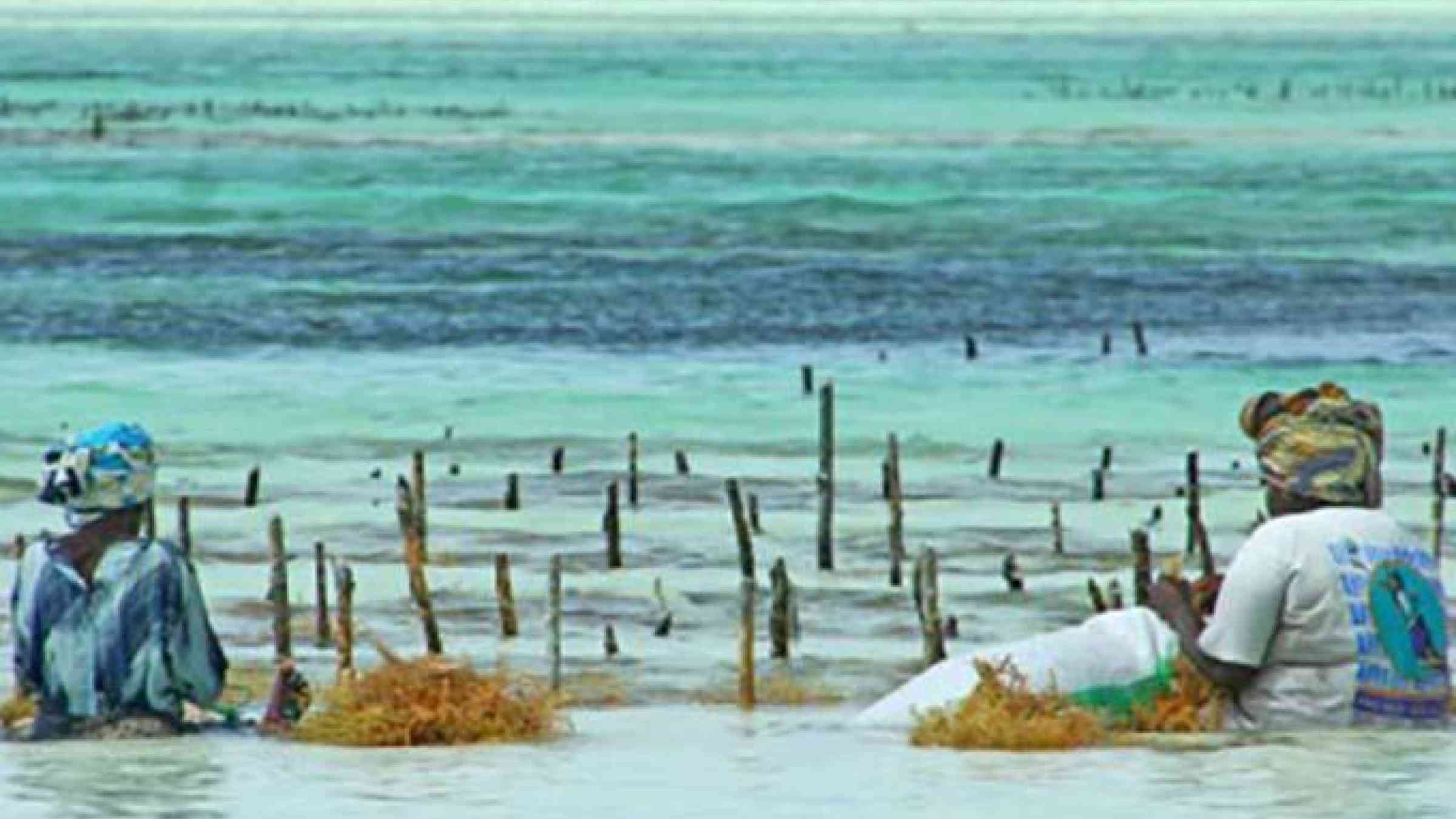 Harvesting seaweed. IIED and partners working with local producer cooperatives such as seaweed farms in Zanzibar featured in the institute's 2020 annual review (Photo: imke.sta via Flickr, CC BY-SA 2.0)