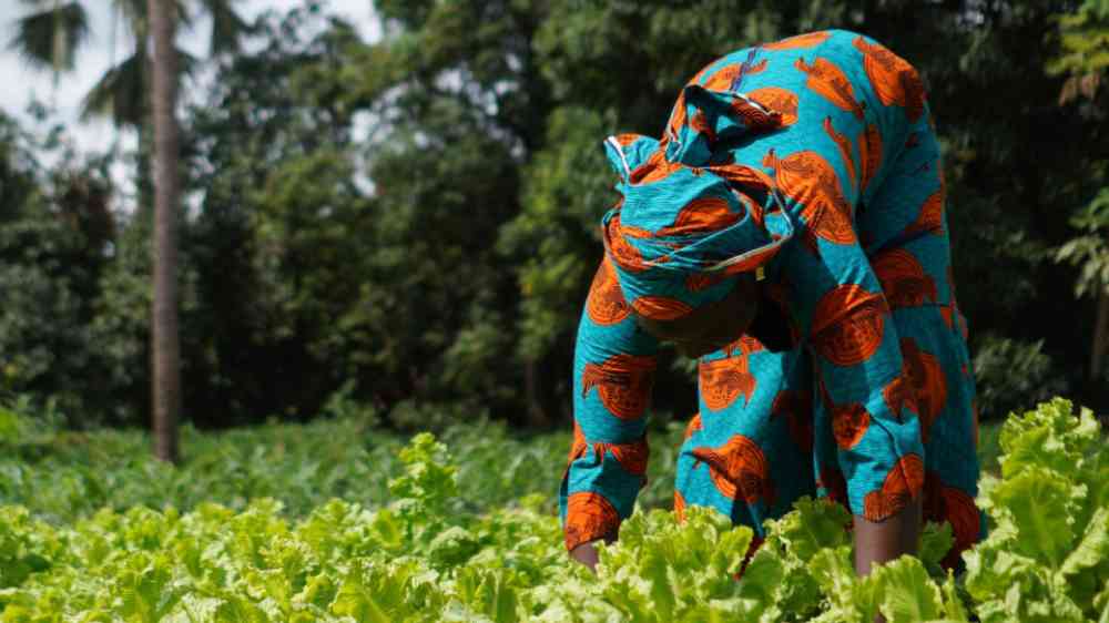 Two African women working at a salad plantation