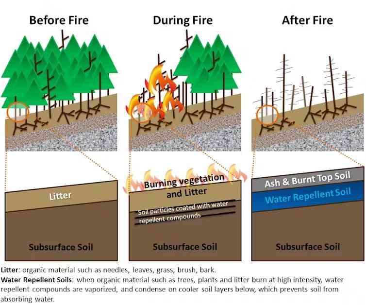 An illustration showing ho fire can change the soil and landscape