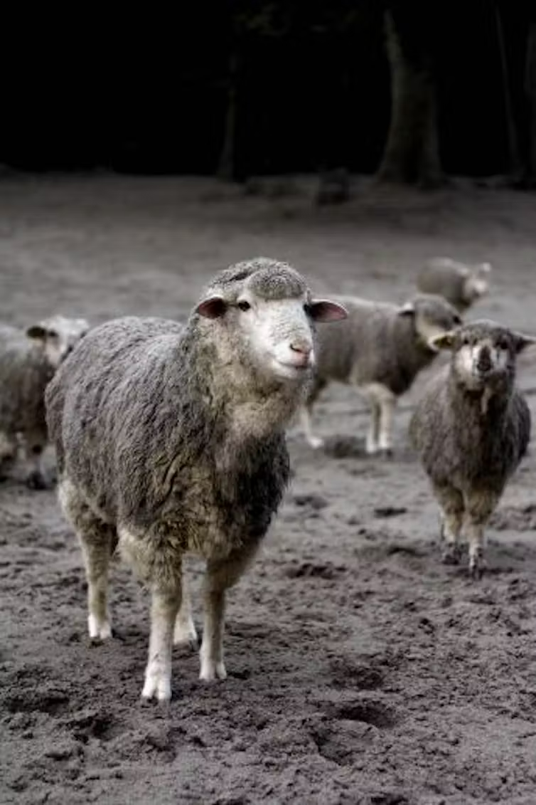 Ash covers sheep in Argentina after the 2011 Puyehue volcanic eruption in Chile