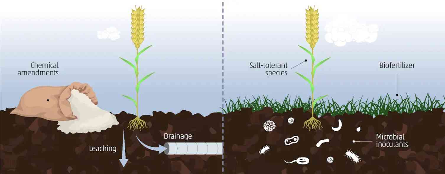 An illustration of salinity and sodicity adaptation and mitigation