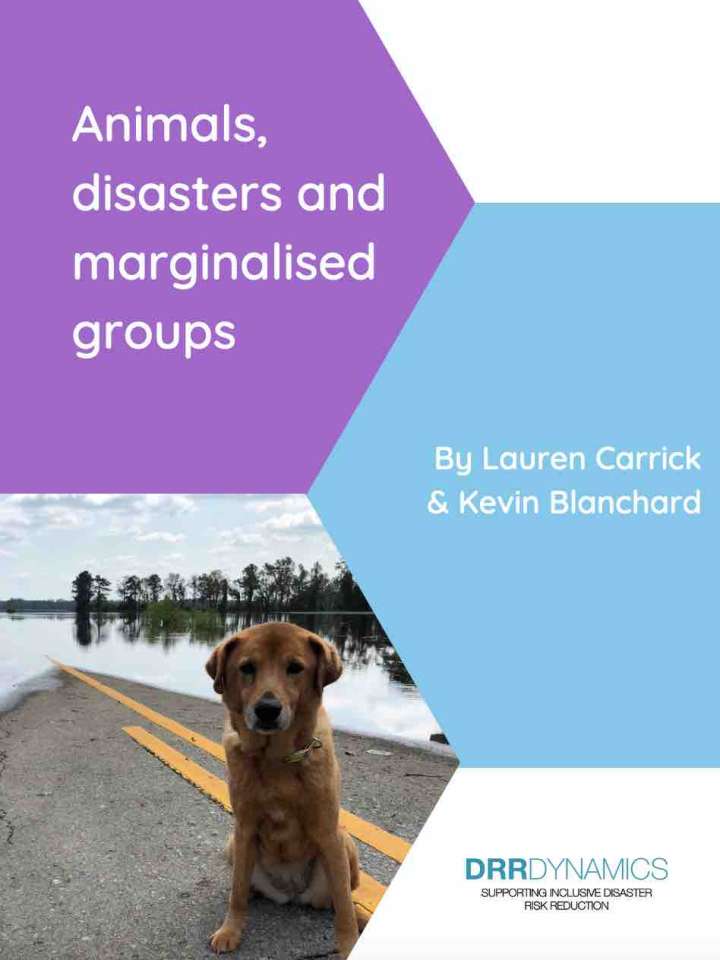 Cover of the DRRDynamics brief: dog sitting on a flooded street
