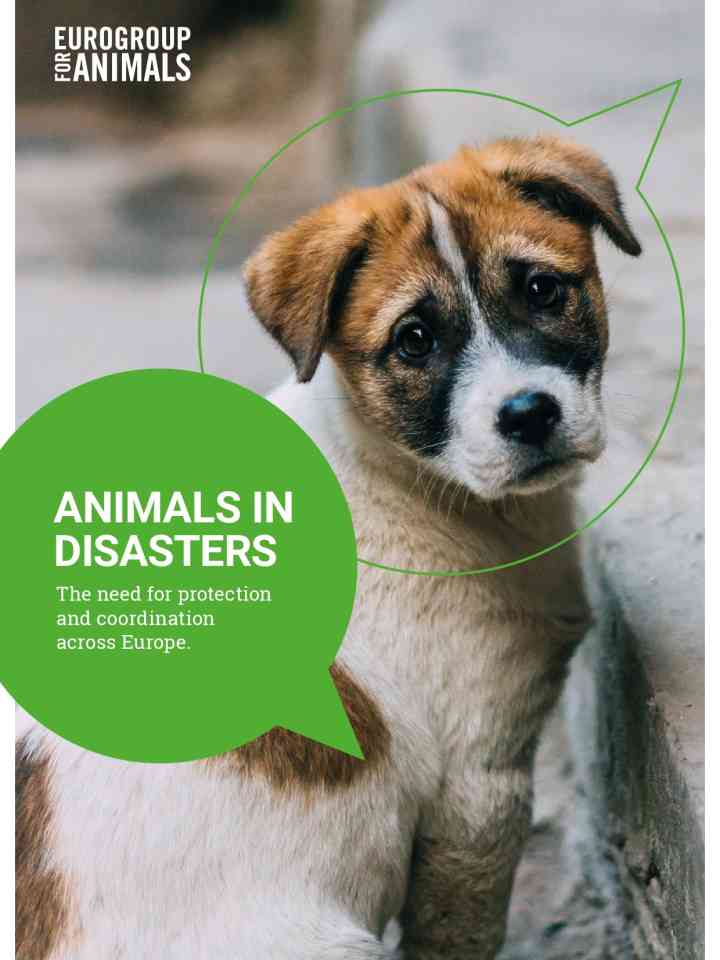 Animals in disasters: the need for protection and coordination across Europe thumbnail