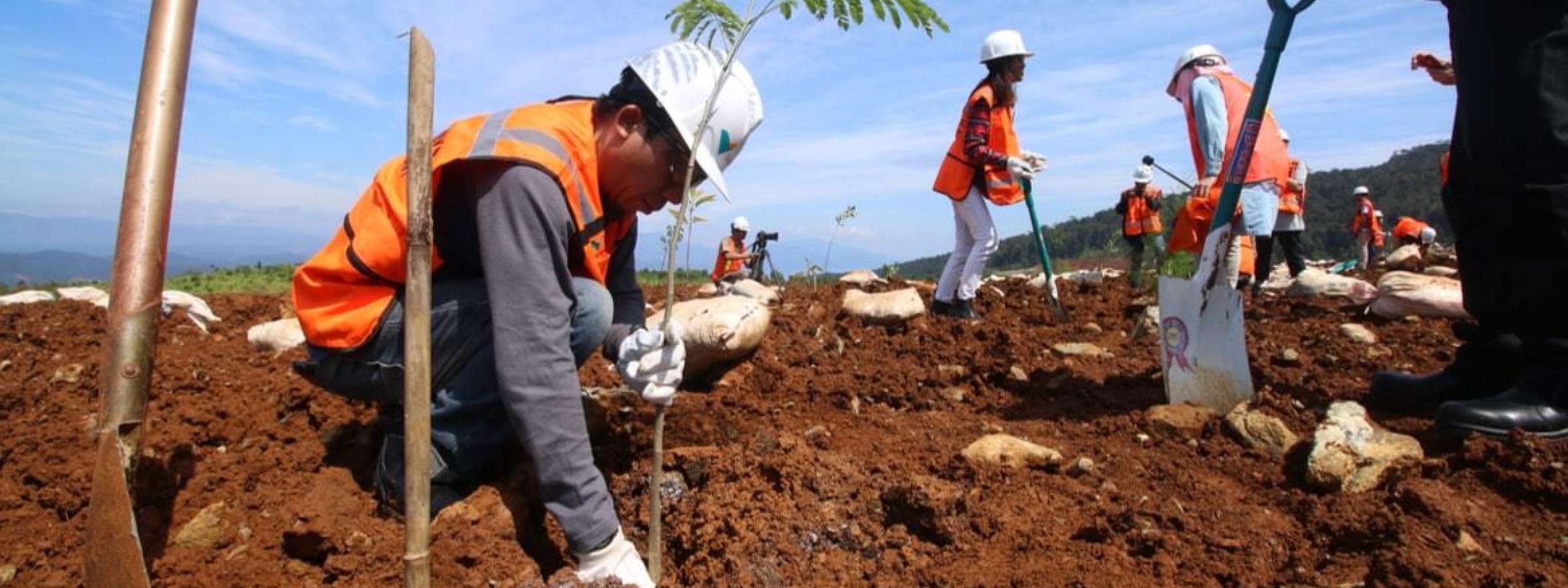 Workers plant trees in a former nickel mining site